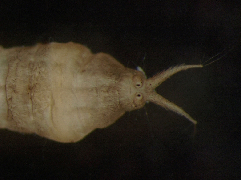 Dicranota sp.